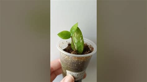 Необходимые условия для успешного переноса куста