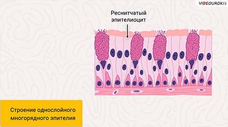 Неполнота регенерации