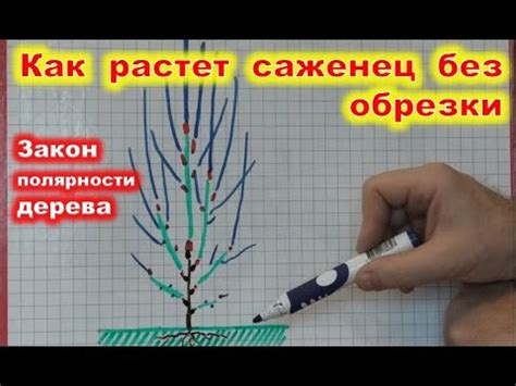 Неправильный полив - частая ошибка садоводов