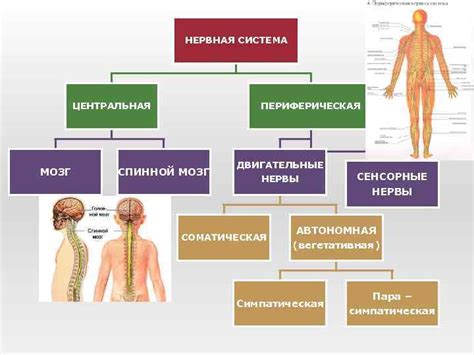 Неразвитые мышцы и нервная система