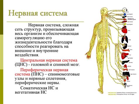 Нервная система и смерть