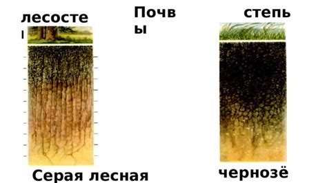 Несоответствие сорта и почвы