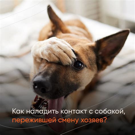 Нехватка внимания со стороны хозяев