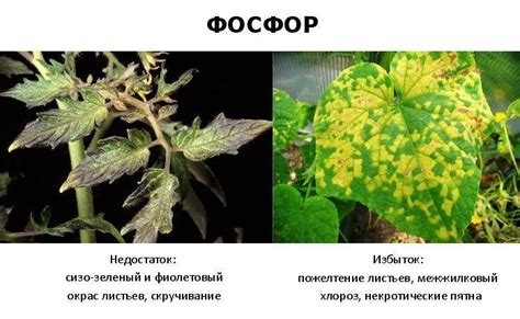 Нехватка фосфора