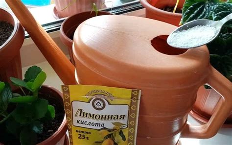 Не забывайте о поливе: секретный ингредиент для усиления роста