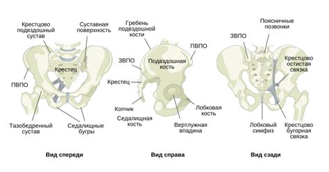 Нижняя часть позвоночника и его связь с органами малого таза