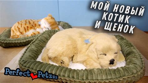 Новый котенок и иерархия