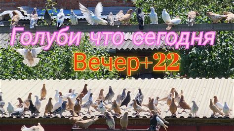 Нормальное поведение голубей