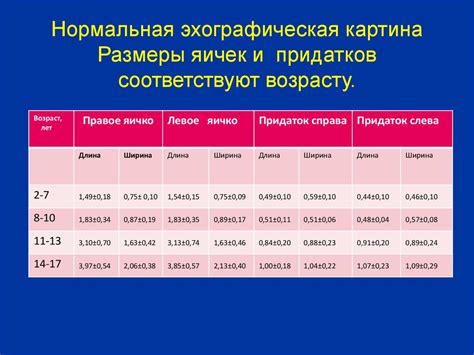 Нормальный размер яичек у взрослых мужчин