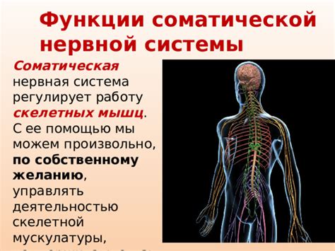 Ночная спазматическая активность мышц