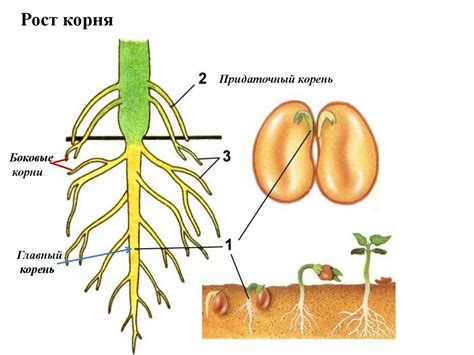 Обведите контур капусты и стебля