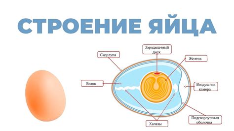 Обводка основной формы яйца