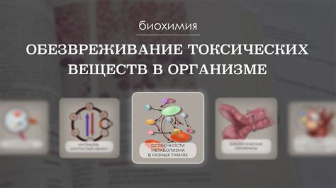 Обезвреживание вредных веществ в организме