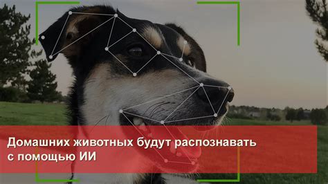 Обеспечение безопасности домашних животных