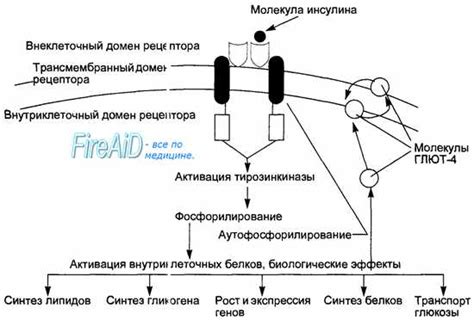 Обзор и схема действия