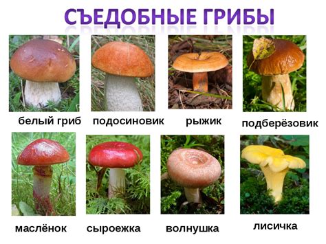 Области обитания белых грибов