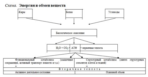 Обмен веществ и повышенный обмен тепла