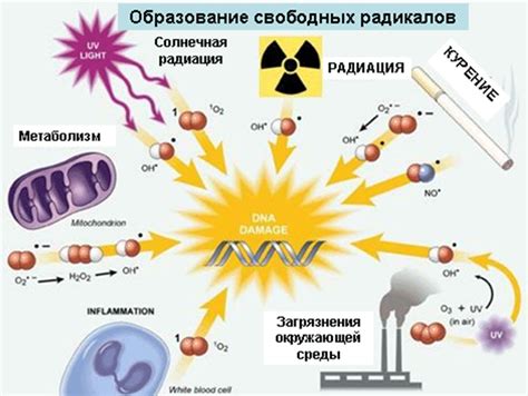 Образование радикалов, вредных для организма