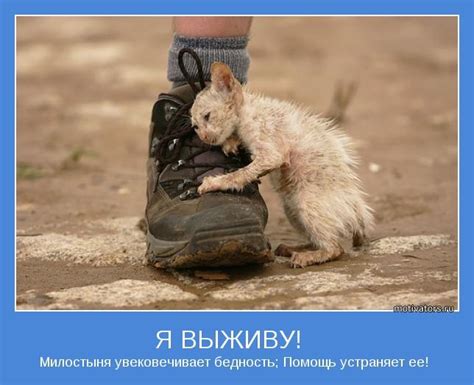 Обратите внимание: защита домашних животных и себя