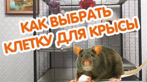 Обратное освобождение для крысы