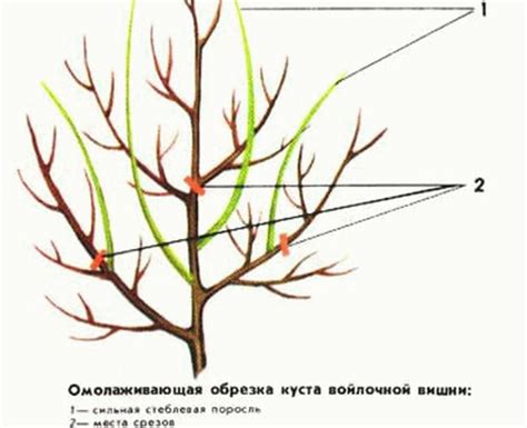Обрезка весной и осенью