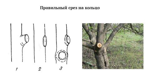 Обрезка веток и создание желаемой формы