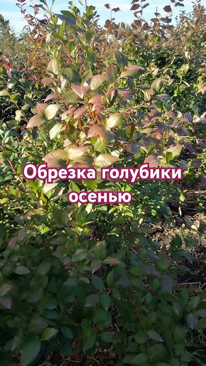 Обрезка голубики осенью