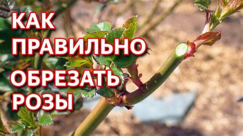Обрезка завявшей розы