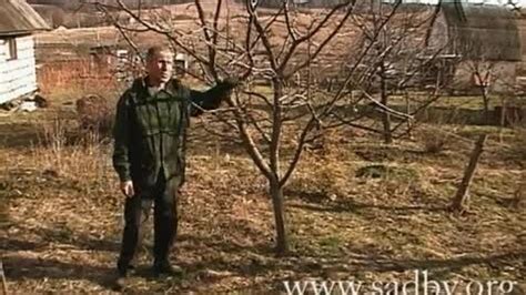 Обрезка и борьба с вредителями