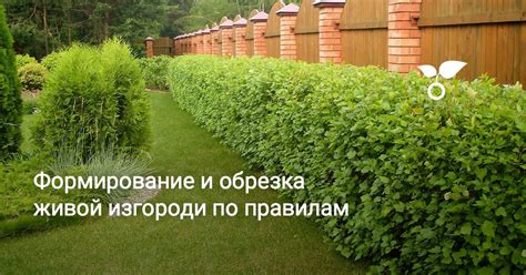 Обрезка и формирование изгороди