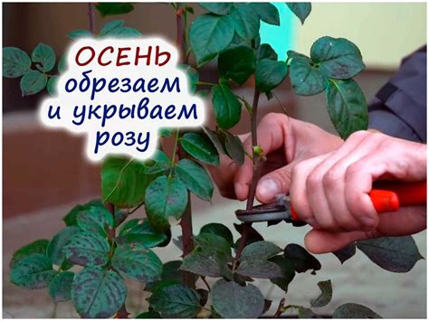 Обрезка и формирование кустовой розы