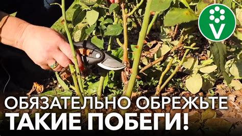 Обрезка розы: как и когда это делать
