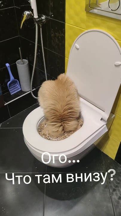 Обучение кота забыть привычку мочить игрушки