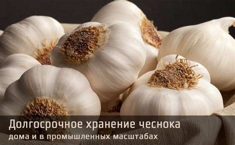 Общая информация о выкопке и хранении чеснока после дождя