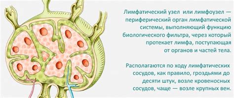 Общие симптомы при увеличении лимфоузлов в паху у женщин