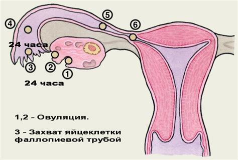 Овуляция: как ее определить, симптомы и причины