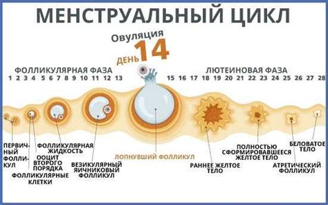 Овуляция при цикле 24 дня
