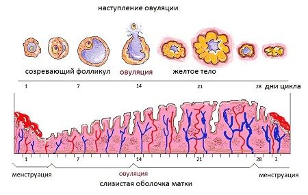 Овуляция у женщин