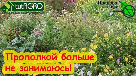 Огород без сорняков: проблема и решение