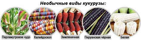 Ограничения в употреблении кукурузы