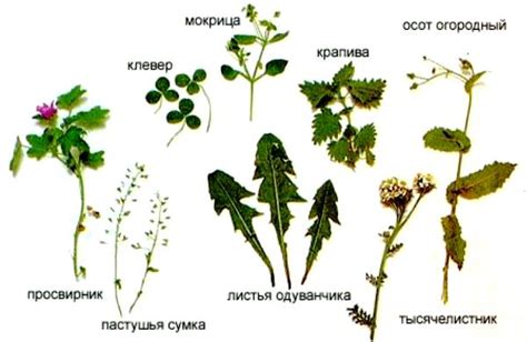 Огуречные листья в рационе кроликов