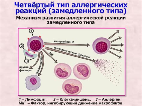 Огурцы и аллергические реакции у грудничков