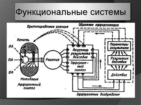 Оливер Хебб: основы нейрофизиологии и исследование мозга