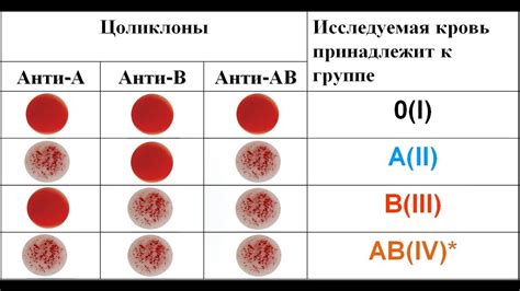 Онлайн калькулятор для определения группы и резус-фактора крови