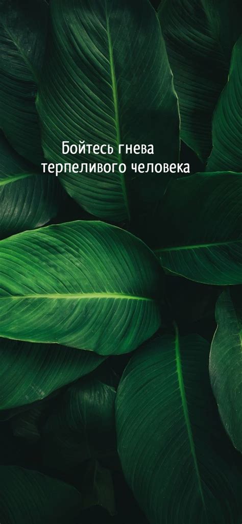 Опасность гнева для терпеливого человека