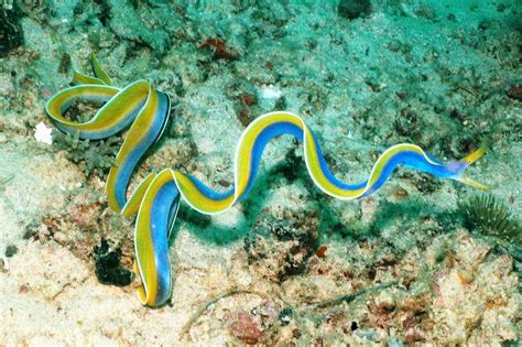 Опасность укусов морских змей
