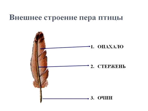 Оперение птиц: типы, структура и основные функции