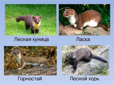 Описание видов ласки