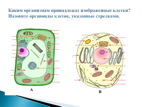 Описание основных компонентов Magnum