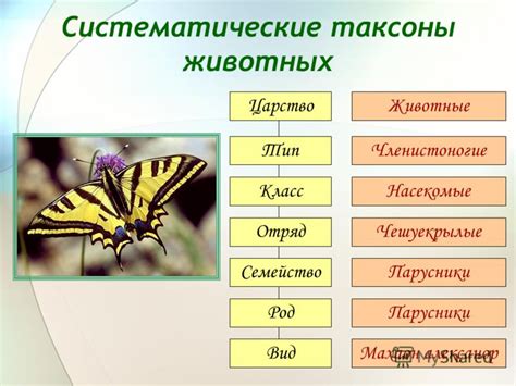 Определение видов и форм препятствий справа